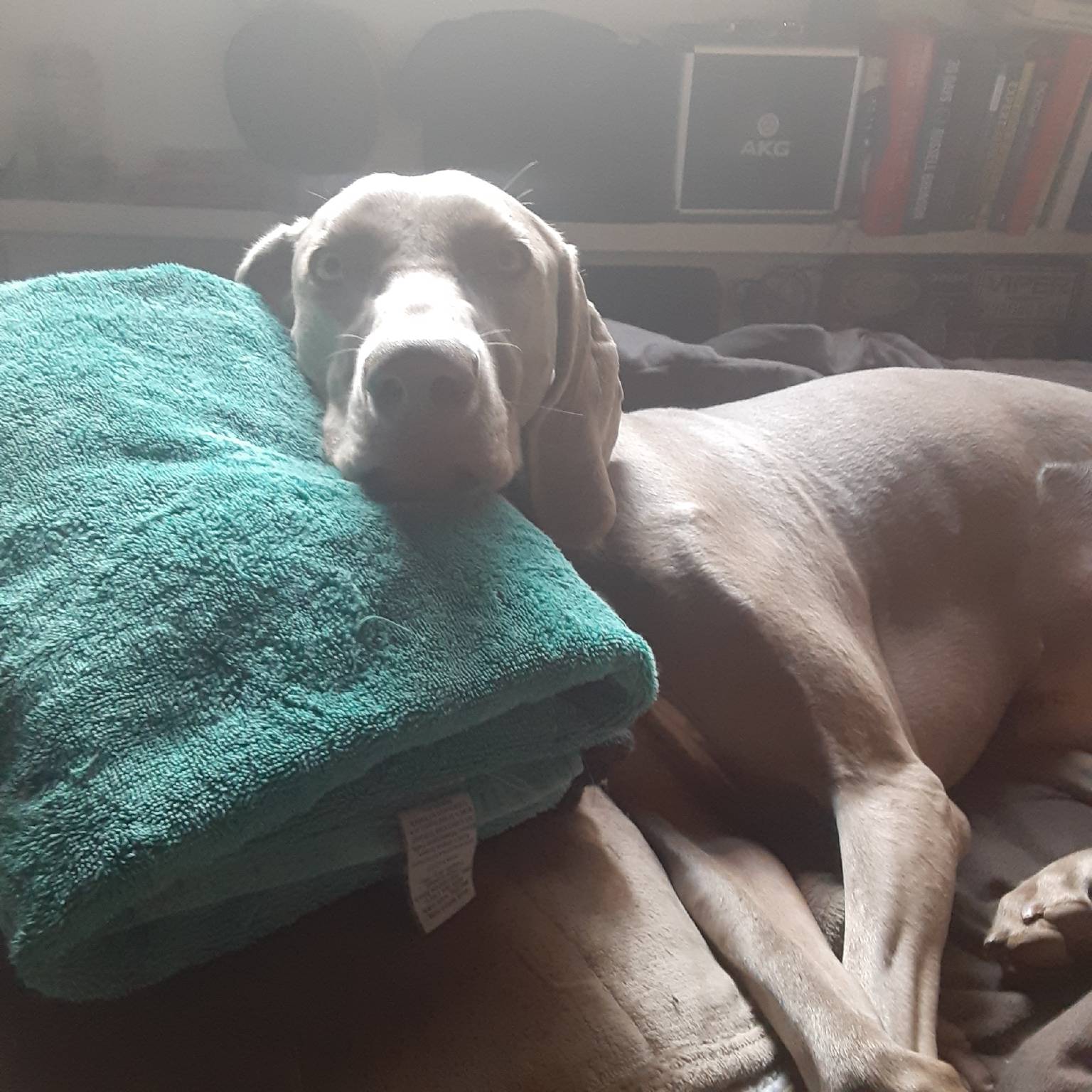 Small breed dog sitting